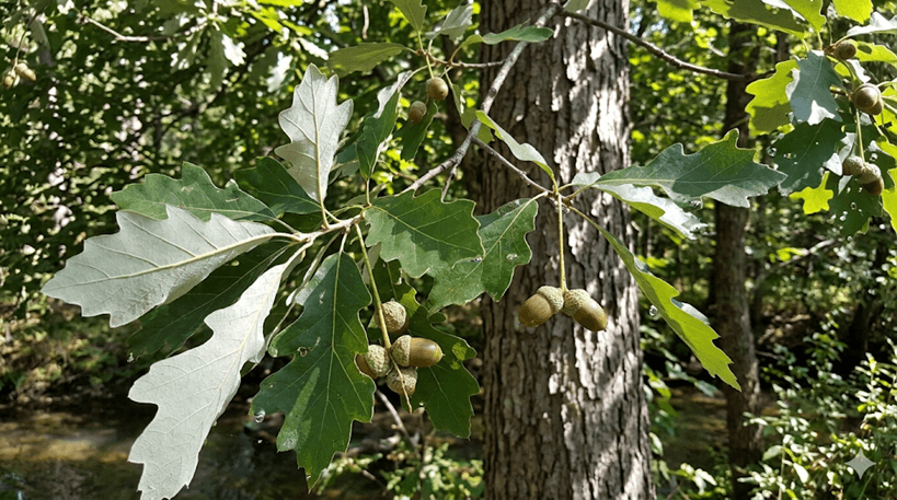 Swamp White Oak